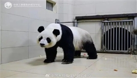 欢迎回家！大熊猫“网网”“福妮”已回国