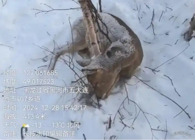黑龙江多个林区被指存在盗猎野生动物，多地部门回应将加强巡护 第 2 张