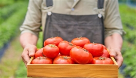 为什么西红柿不如小时候好吃了？解码食物风味变迁玄机