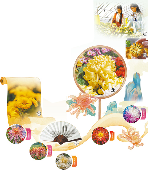 花开傲霜枝 菊色满晋阳 第 2 张 花开傲霜枝 菊色满晋阳 第 2 张