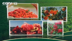 从“胶州大白菜”看地理标志保护，这些坑千万别踩！