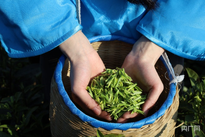 以茶之名 赴春之约！2025贵州正安春茶开采节启幕 第 1 张