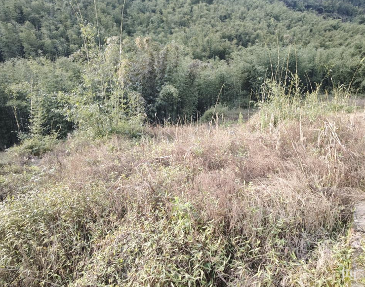 竹子砍了地却种不上 贵州赤水被指“整改复耕”存形式主义 第 1 张