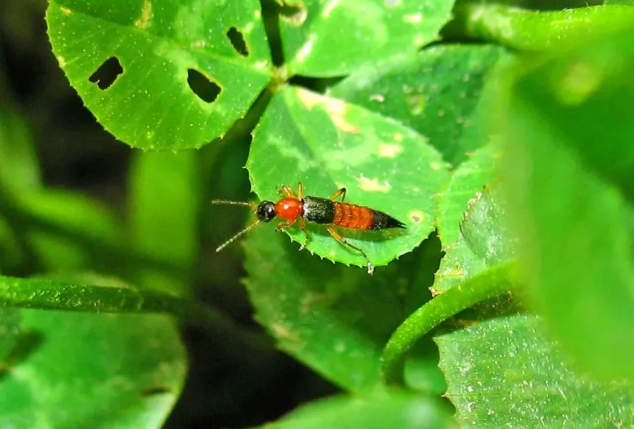 千万不要拍!近期“飞行的硫酸”活跃,有人差点“毁容” 第 2 张 千万不要拍!近期“飞行的硫酸”活跃,有人差点“毁容” 第 2 张