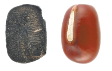 小豆是何时走进我们生活的? 小豆是何时走进我们生活的?