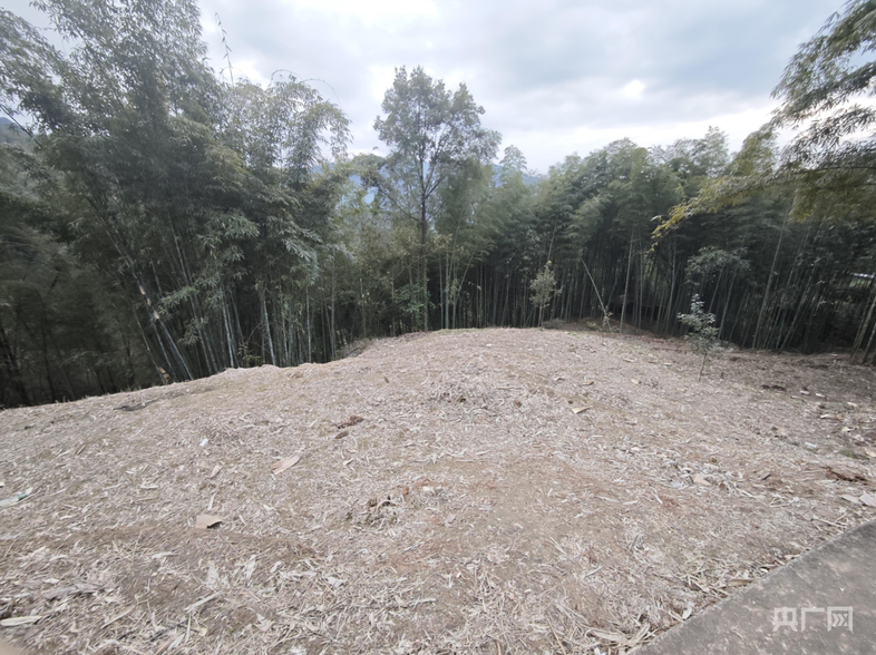 竹子砍了地却种不上 贵州赤水被指“整改复耕”存形式主义 第 4 张