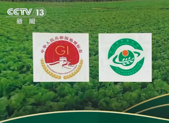 从“胶州大白菜”看地理标志保护,这些坑千万别踩! 第 2 张 从“胶州大白菜”看地理标志保护,这些坑千万别踩! 第 2 张