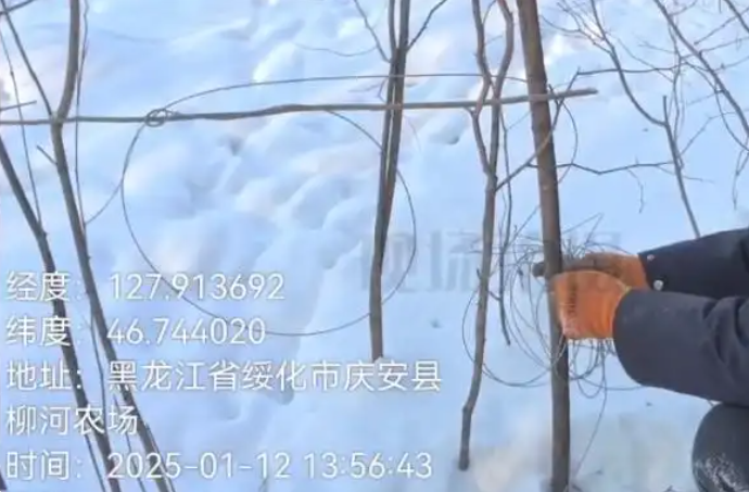 黑龙江多个林区被指存在盗猎野生动物，多地部门回应将加强巡护 第 3 张