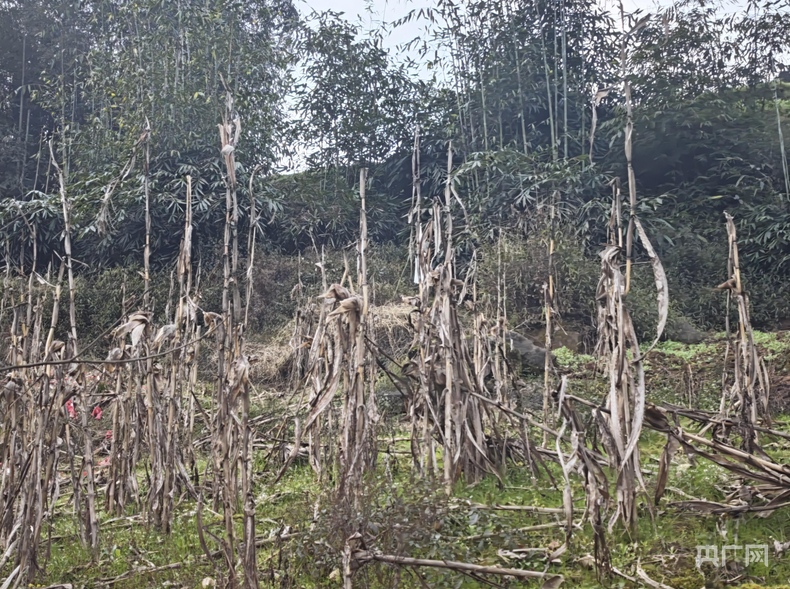 竹子砍了地却种不上 贵州赤水被指“整改复耕”存形式主义 第 2 张