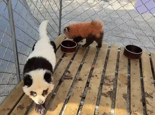 安徽一动物园回应“用染色狗扮演熊猫”：已撤走 第 1 张