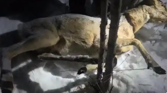 黑龙江多个林区被指存在盗猎野生动物，多地部门回应将加强巡护 第 1 张