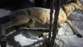黑龙江多个林区被指存在盗猎野生动物，多地部门回应将加强巡护
