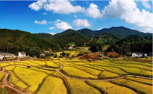 乡村旅游持续火热 魅力田园活力无限 乡村旅游持续火热 魅力田园活力无限