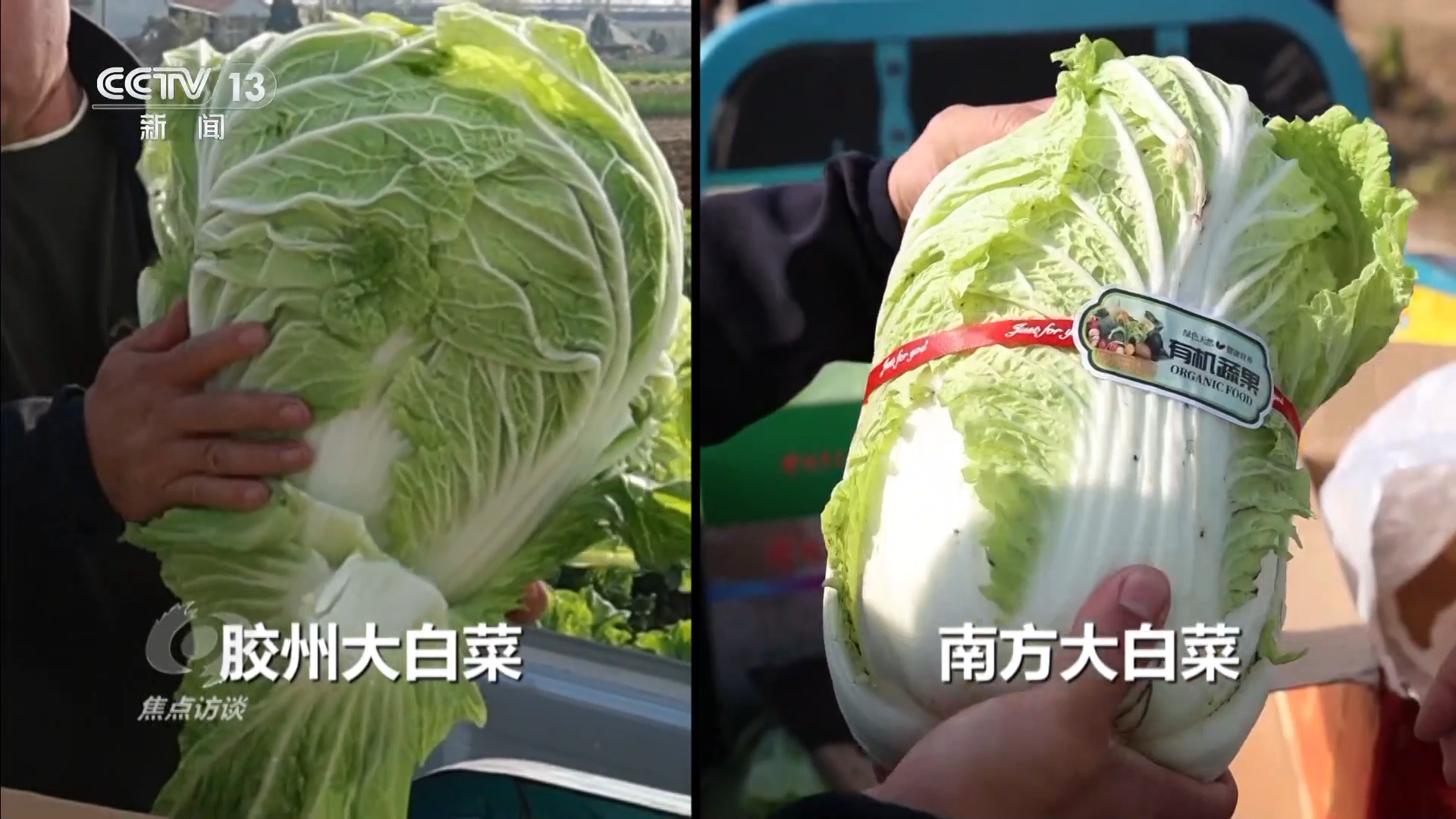 从“胶州大白菜”看地理标志保护,这些坑千万别踩! 第 7 张 从“胶州大白菜”看地理标志保护,这些坑千万别踩! 第 7 张