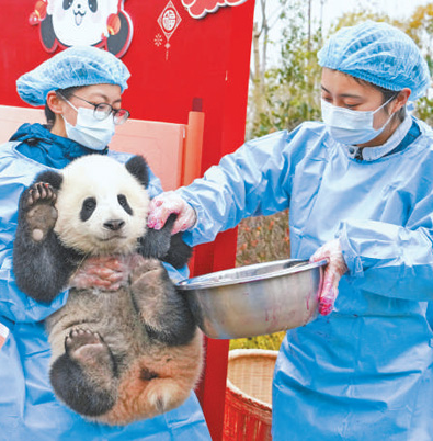 来看大熊猫，又不只看大熊猫 第 2 张
