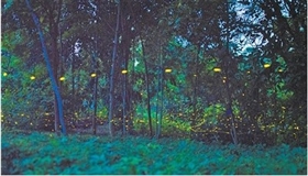 中国科学院西双版纳热带植物园  夏夜萤火虫迎来最佳观赏期