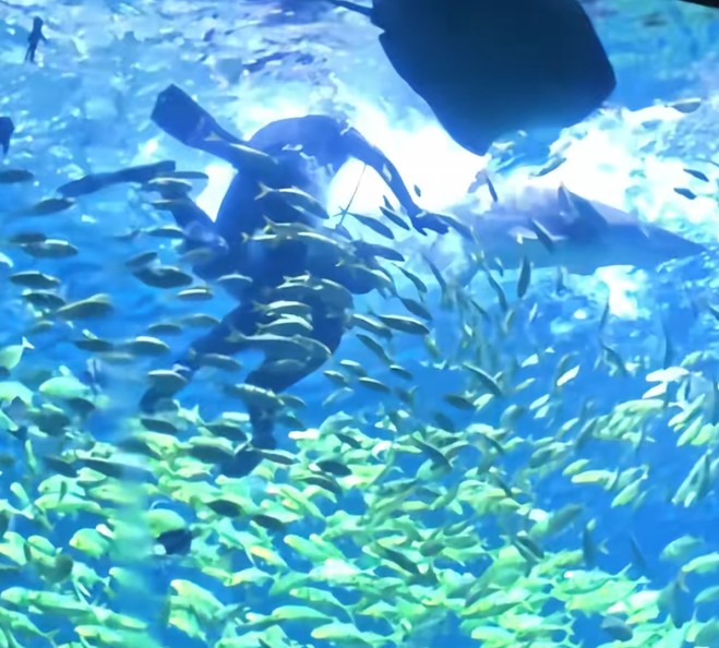 游客“海洋王国”体验项目遭鲨鱼咬伤头部，责任谁担？