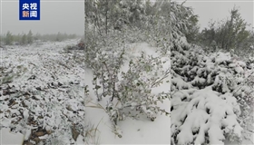 一觉醒来“穿越”入冬 黑龙江大兴安岭现“六月飘雪”