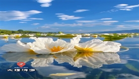 夏日“限定”美景上线！大理洱海海菜花漫湖绽放