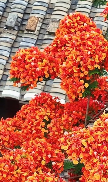 近日,福建长乐千年和平街的凤凰花如期盛放,火红花海与白墙黛瓦相映,古雅与热烈撞个满怀,把这条“千年府第街”晕染成最动人的夏日画卷。 近日,福建长乐千年和平街的凤凰花如期盛放,火红花海与白墙黛瓦相映,古雅与热烈撞个满怀,把这条“千年府第街”晕染成最动人的夏日画卷。