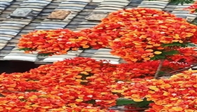 近日，福建长乐千年和平街的凤凰花如期盛放，火红花海与白墙黛瓦相映，古雅与热烈撞个满怀，把这条“千年府第街”晕染成最动人的夏日画卷。
