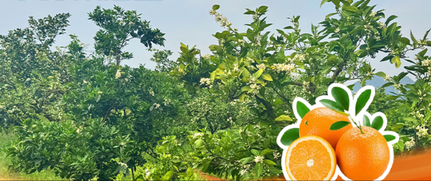挑脐橙别信公母，科技春管种出好味