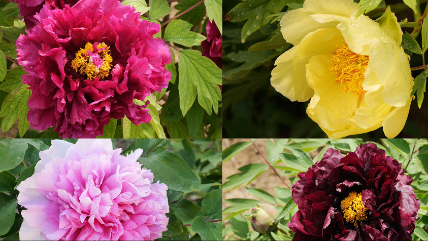 各色牡丹斗芳菲 满城花色游客来