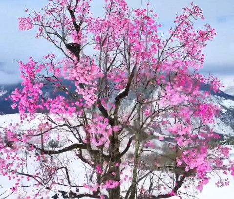 四川雅安：百年光叶玉兰迎雪绽放