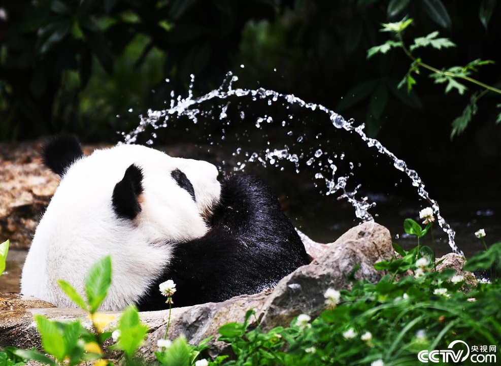 成都：大熊猫玩水爬树乐享初夏清凉