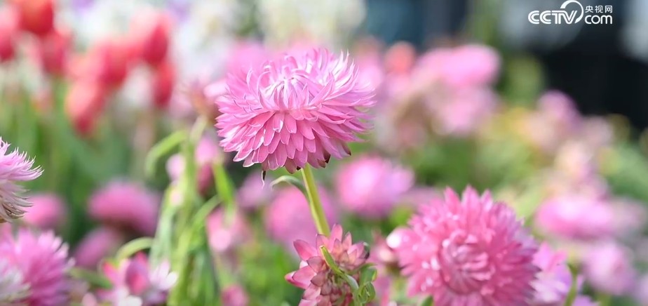 8000平方米“云崖花园”上线 山东淄博打造新场景激活文旅消费 第 2 张