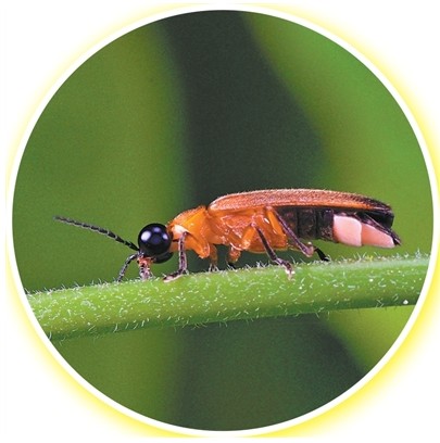 中国科学院西双版纳热带植物园 夏夜萤火虫迎来最佳观赏期 第 2 张 中国科学院西双版纳热带植物园 夏夜萤火虫迎来最佳观赏期 第 2 张