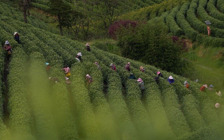 一叶茶香 四重深意 第 5 张 一叶茶香 四重深意 第 5 张