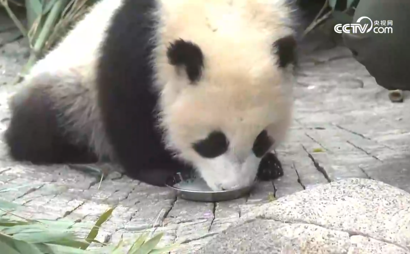 初见“曼兰崽”！甘肃首只人工繁育大熊猫亮相