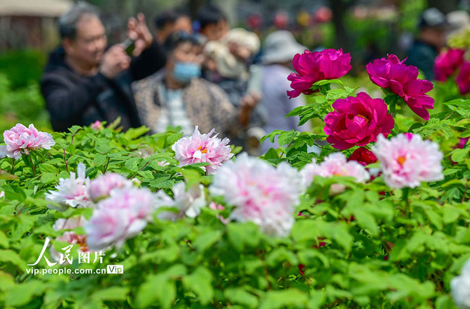 河南洛阳：牡丹花开