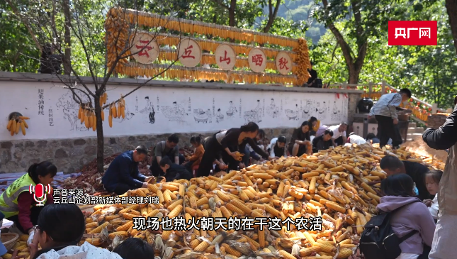 干活还上瘾！山西云丘山“掰玉米换仙票”走红网络