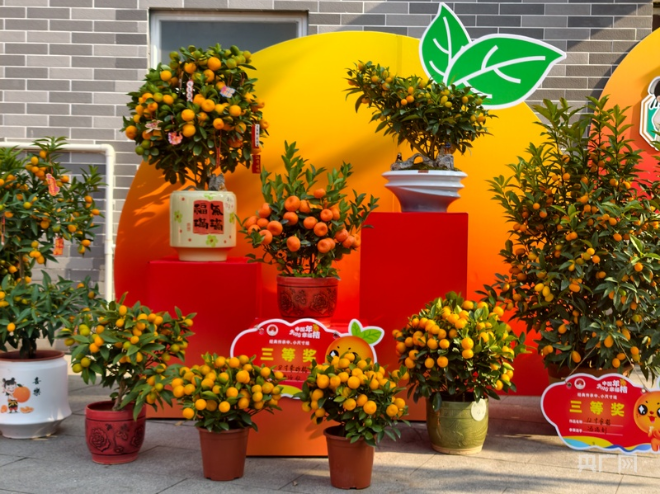 从年花到文化 中国年桔玩出“新花样”